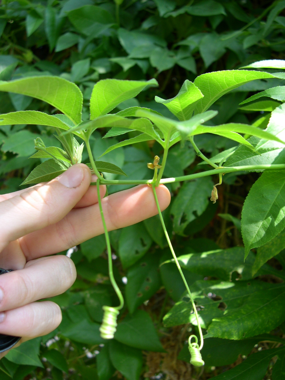 Passiflora incarnata